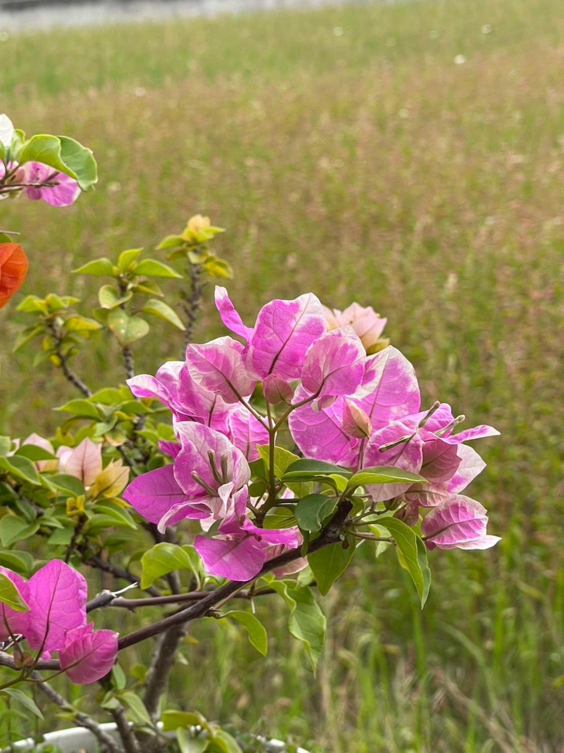 Xian Qing Yu Zhi Homestay Chishang Dış mekan fotoğraf