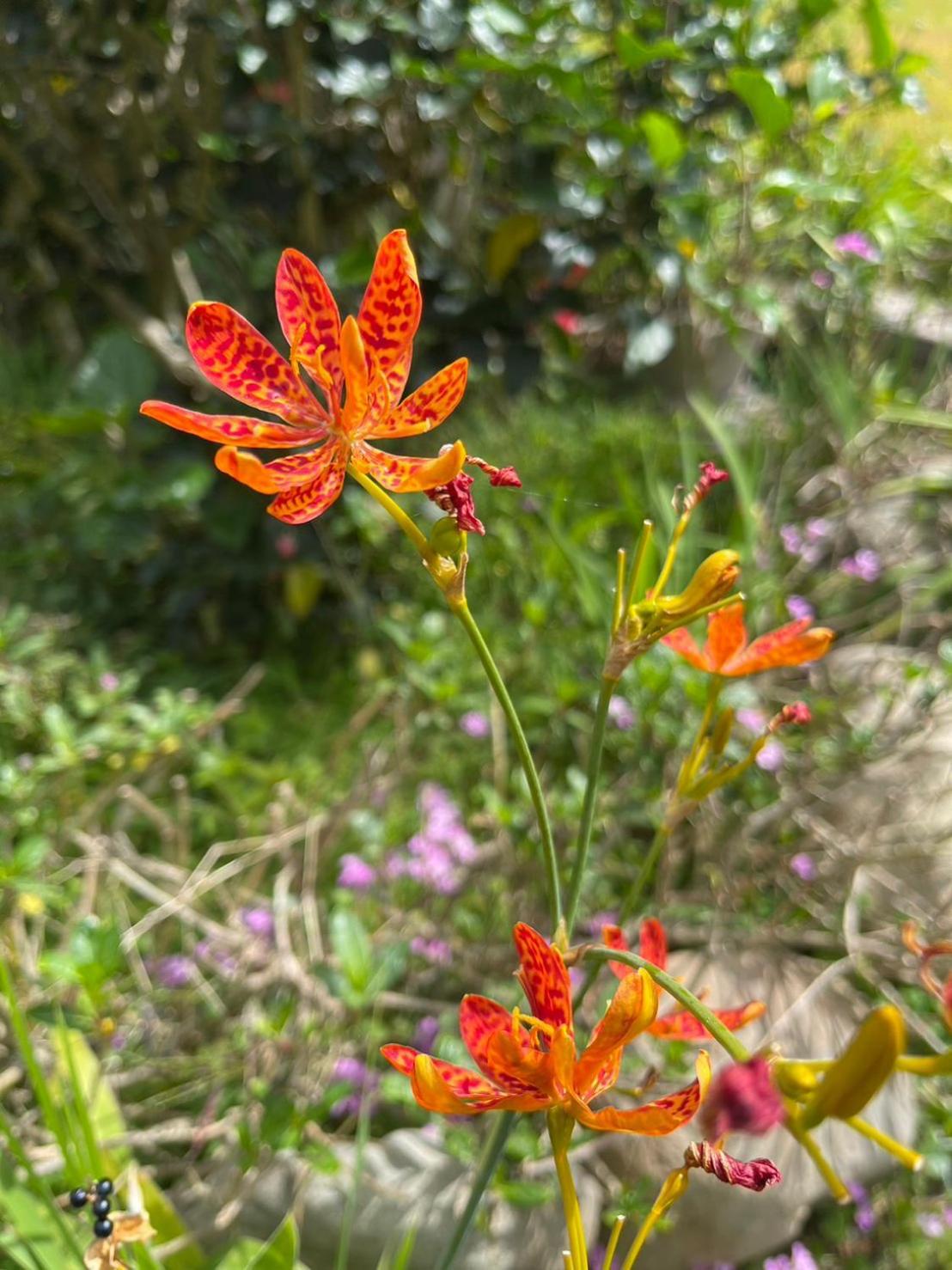 Xian Qing Yu Zhi Homestay Chishang Dış mekan fotoğraf
