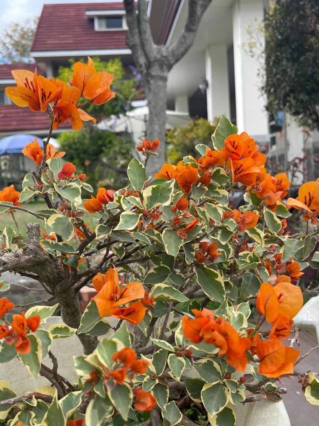 Xian Qing Yu Zhi Homestay Chishang Dış mekan fotoğraf
