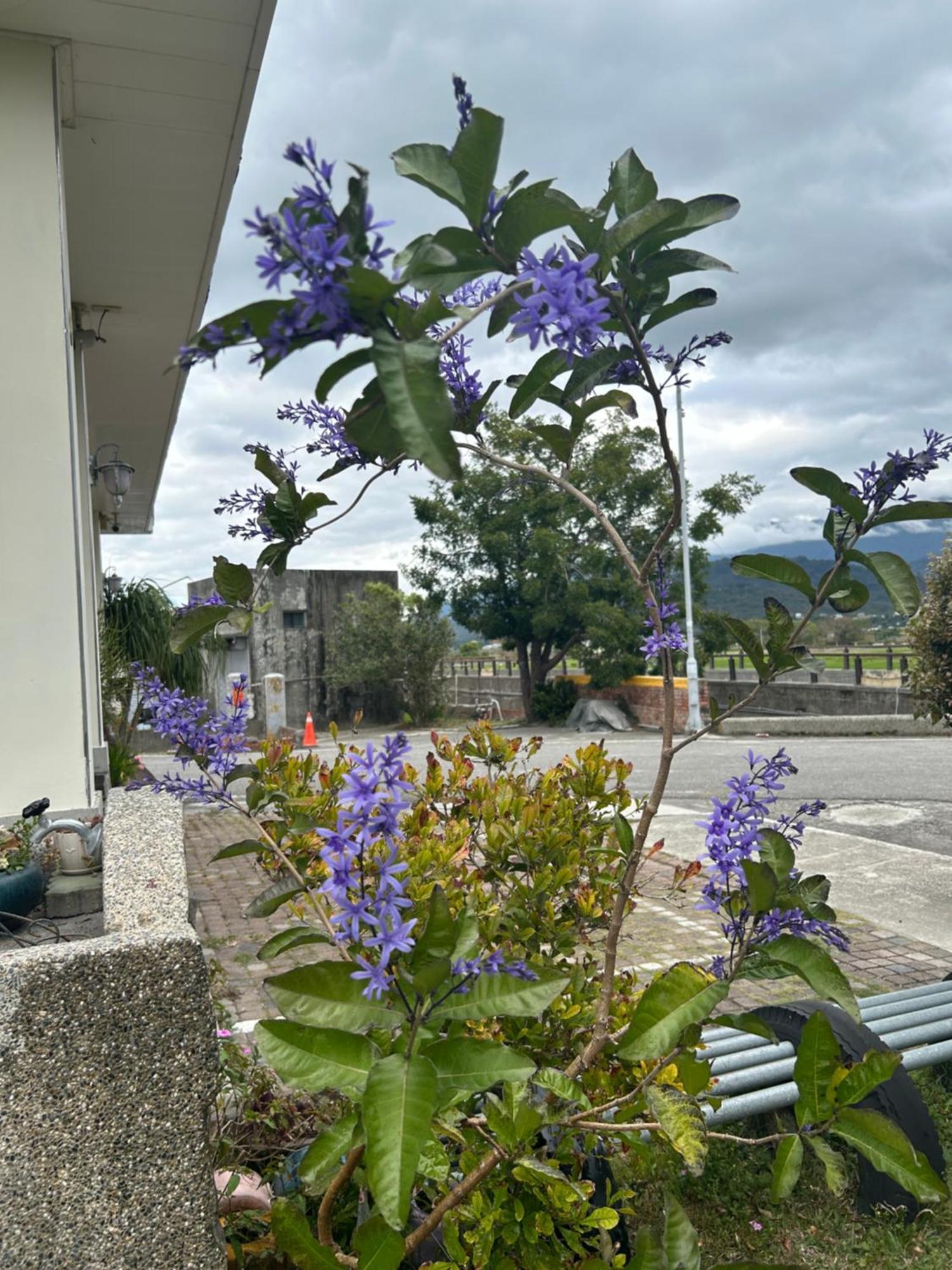 Xian Qing Yu Zhi Homestay Chishang Dış mekan fotoğraf